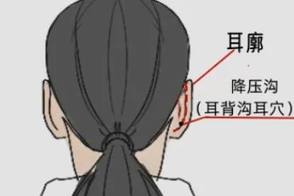 降壓溝的位置圖_妙手醫(yī)生